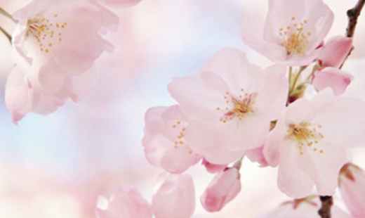 君思科(kē)技(jì)十二周年(nián)慶——櫻花(huā)之旅